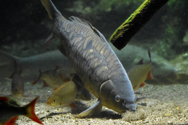 Spiegelkarpfen (Beschuppung an Zeilkarpfen erinnernd) | Zoo Frankfurt | 25.06.2022