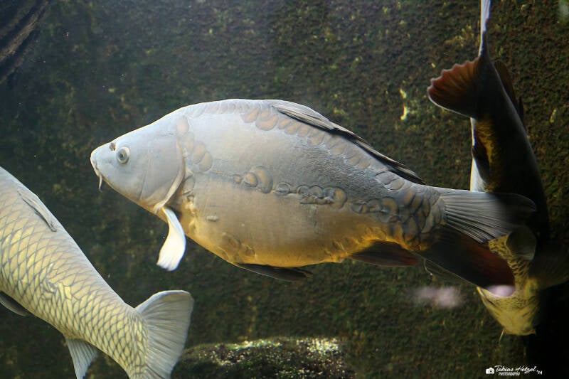 Spiegelkarpfen | Wilhelma Stuttgart | 14.08.2018