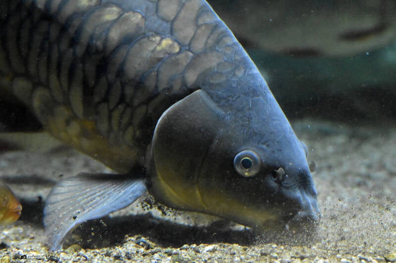 Spiegelkarpfen (Beschuppung an Zeilkarpfen erinnernd) | Zoo Frankfurt | 25.06.2022