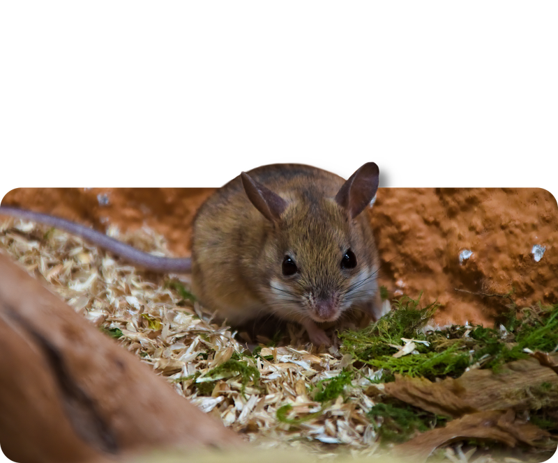 Spinifex-Australienhüpfmaus
