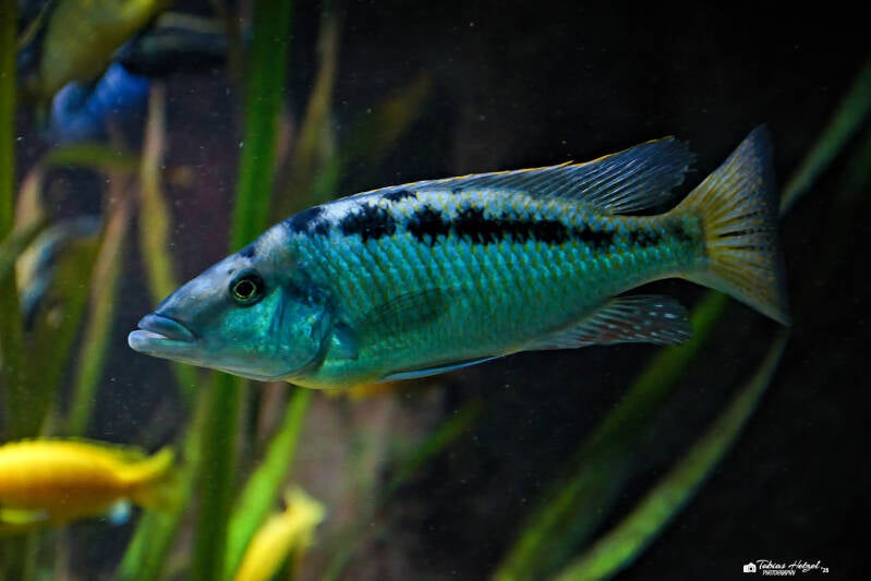 Spitzkopf-Malawibuntbarsch | Zoo Frankfurt | 06.09.2025