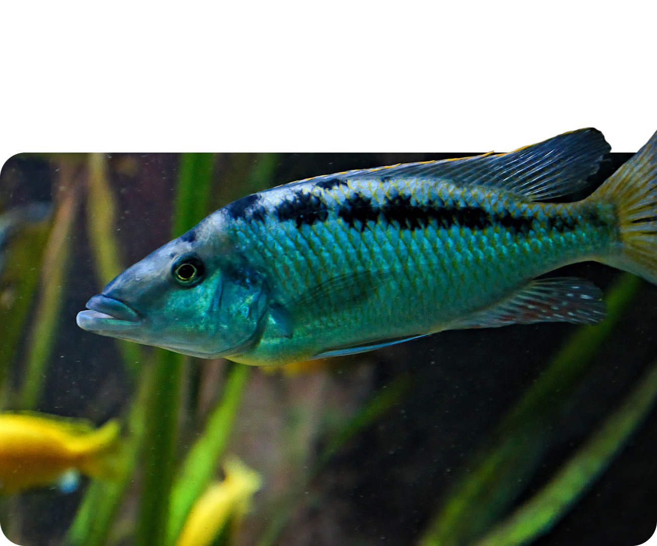 Spitzkopf-Malawibuntbarsch