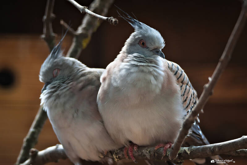 Spitzschopftaube | Zoo Usti nad Labem | 11.07.2025