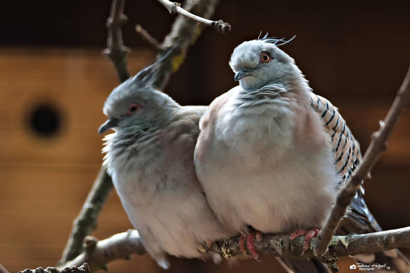 Spitzschopftaube | Zoo Usti nad Labem | 11.07.2025