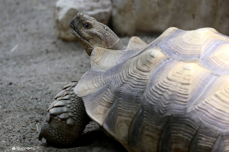 Spornschildkröte | Tiergarten Straubing | 16.08.2018