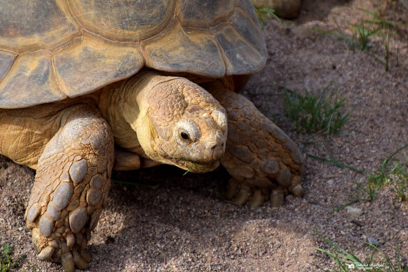 Spornschildkröte | Zoopark Erfurt | 24.09.2020