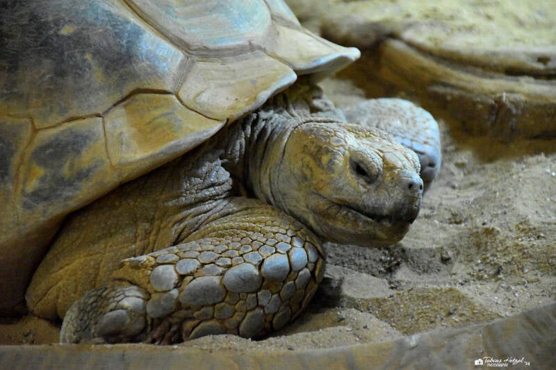 Spornschildkröte | Zoopark Erfurt | 24.09.2020