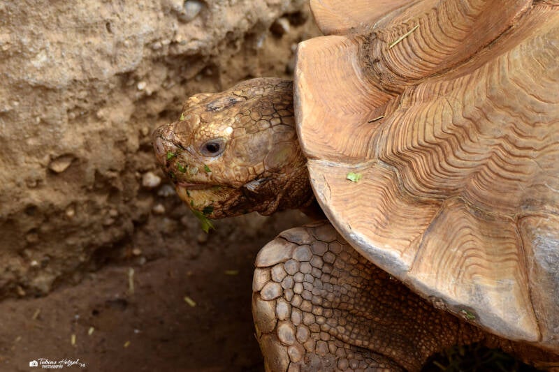 Spornschildkröte | Diergaarde Blijdorp, Rotterdam | 09.07.2021