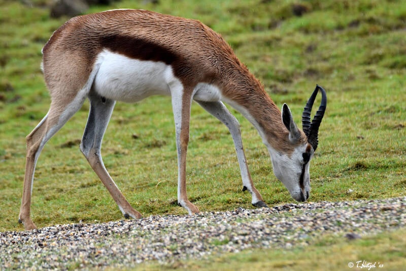 Springbock | ZOOM-Erlebniswelt Gelsenkirchen | 05.06.2022