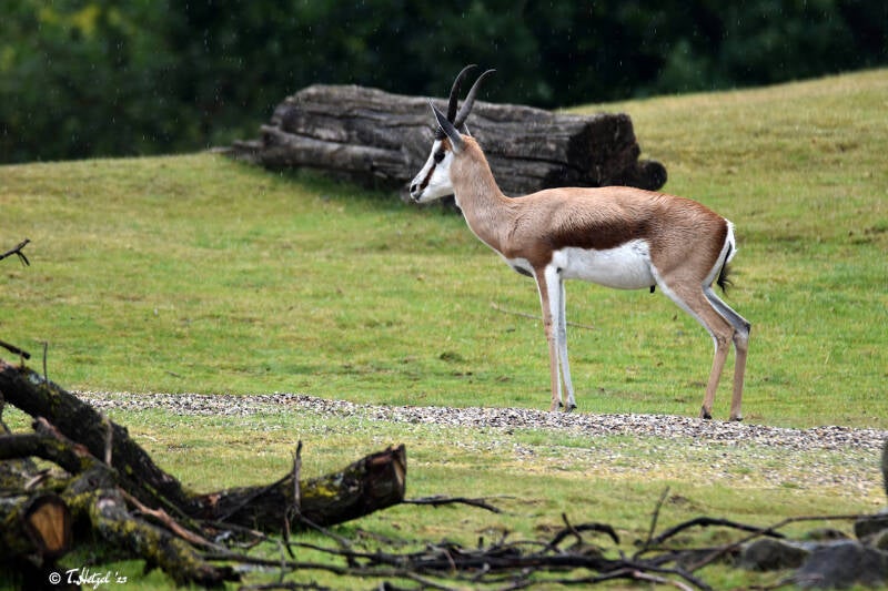 Springbock | ZOOM-Erlebniswelt Gelsenkirchen | 05.06.2022
