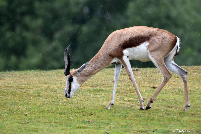 Springbock | ZOOM-Erlebniswelt Gelsenkirchen | 05.06.2022