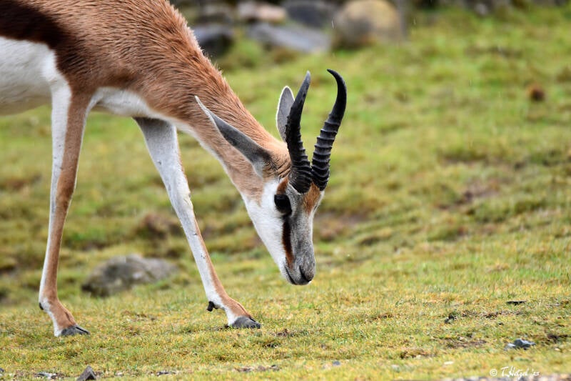 Springbock | ZOOM-Erlebniswelt Gelsenkirchen | 05.06.2022