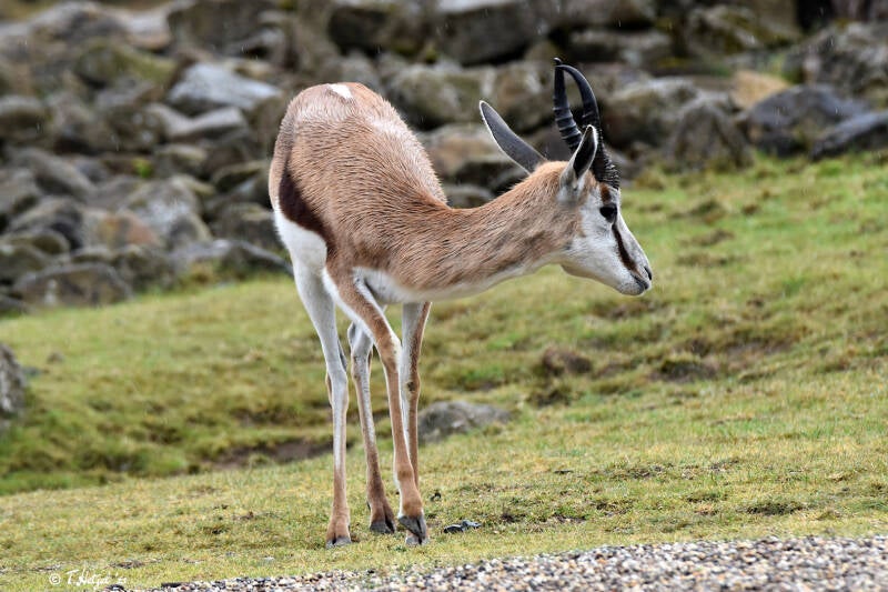 Springbock | ZOOM-Erlebniswelt Gelsenkirchen | 05.06.2022