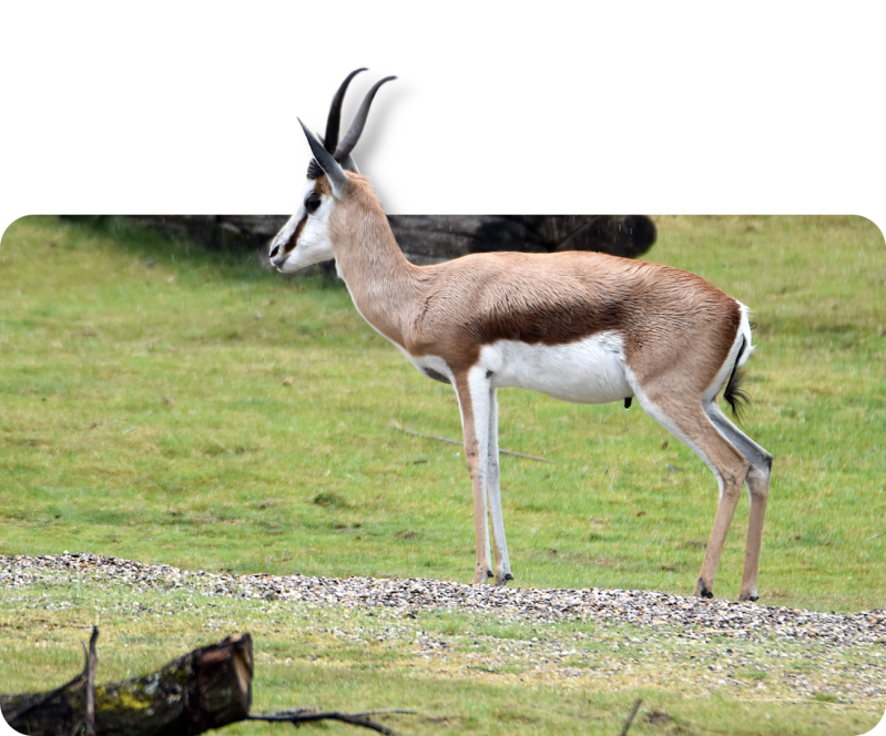 Springbock (kein Unterartenstatus)