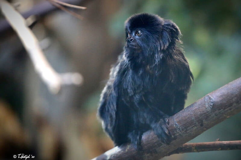 Springtamarin | Zoo Augsburg | 15.08.2018