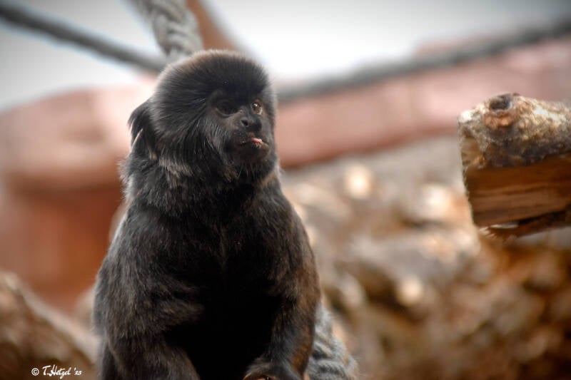 Springtamarin | Zoo Frankfurt | 22.08.2021