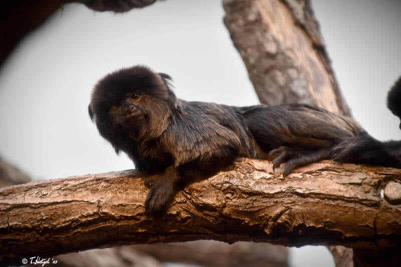 Springtamarin | Zoo Frankfurt | 22.08.2021