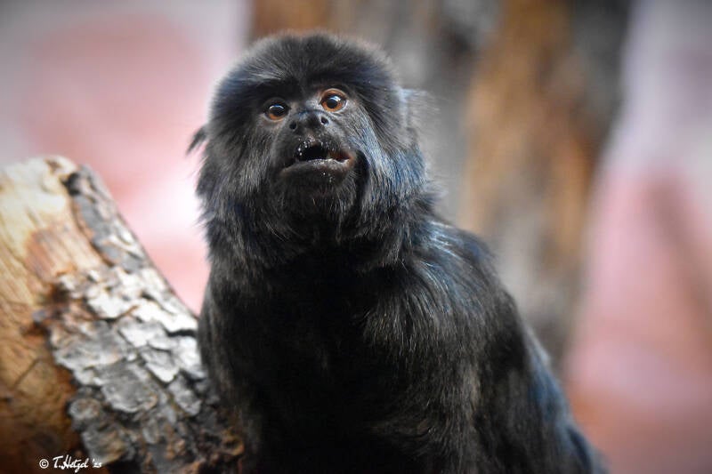 Springtamarin | Zoo Frankfurt | 25.06.2022