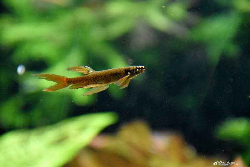 Spritzsalmler | Kölner Zoo | 03.12.2023