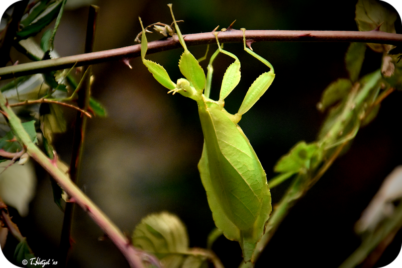 Philippinisches Wandelndes Blatt