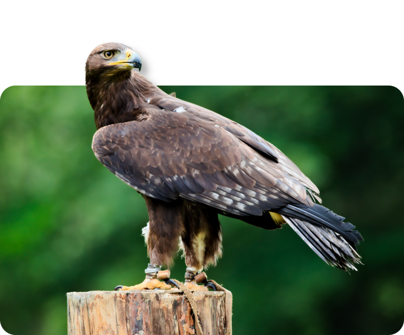 Steinadler (kein Unterartenstatus)