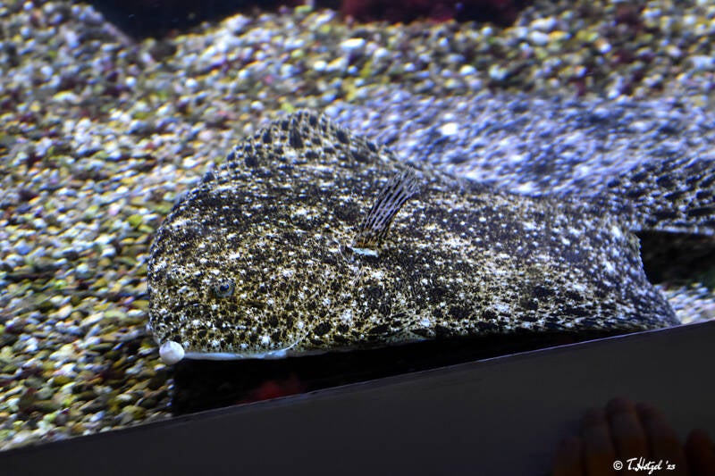 Steinbutt | Wilhelma Stuttgart | 11.08.2023