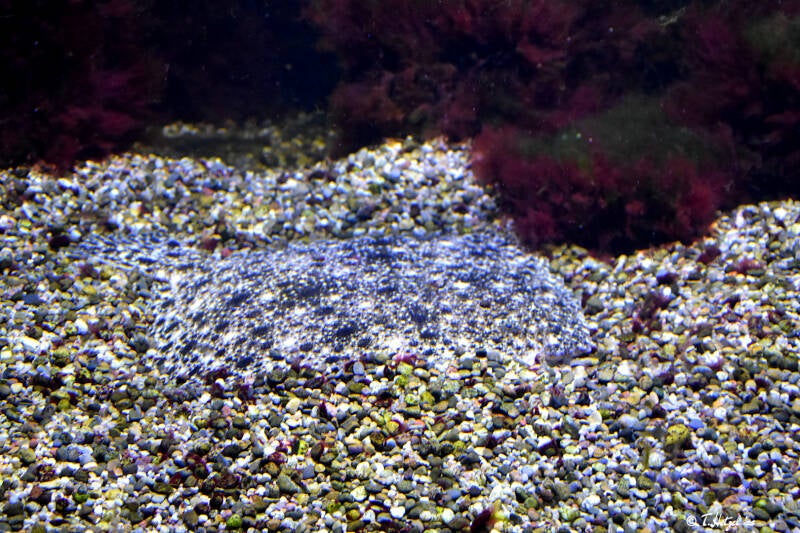 Steinbutt | Wilhelma Stuttgart | 16.06.2023