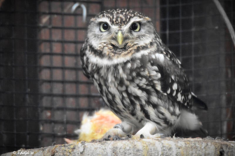 Steinkauz (kein Unterartenstatus) | Zoo Heidelberg | 02.04.2022