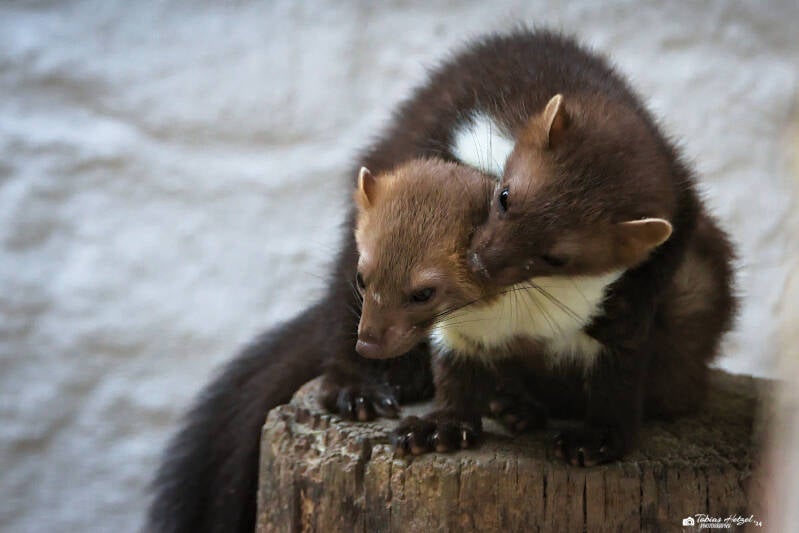 Steinmarder (kein Unterartenstatus) | Bayerwald-Tierpark Lohberg | 16.08.2024