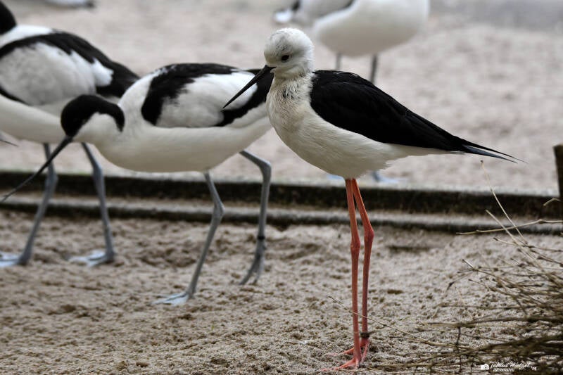 Stelzenläufer | Vivarium Darmstadt | 28.11.2021
