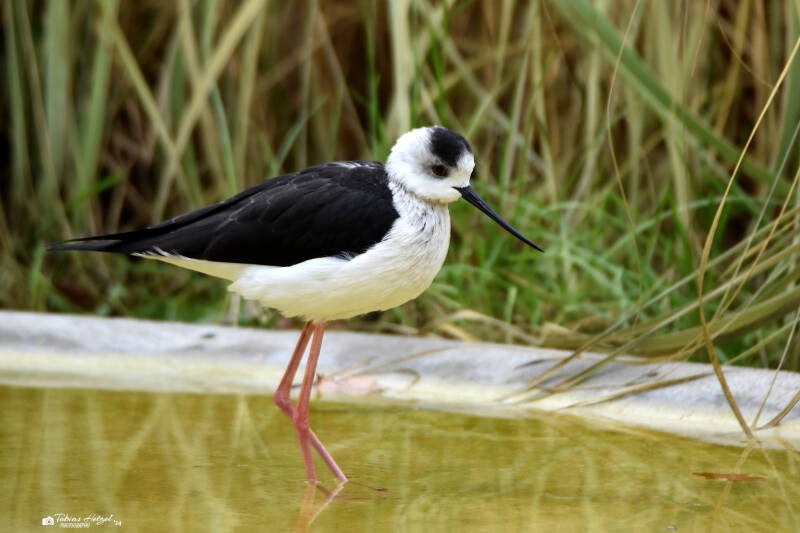 Stelzenläufer | Vivarium Darmstadt | 28.11.2021