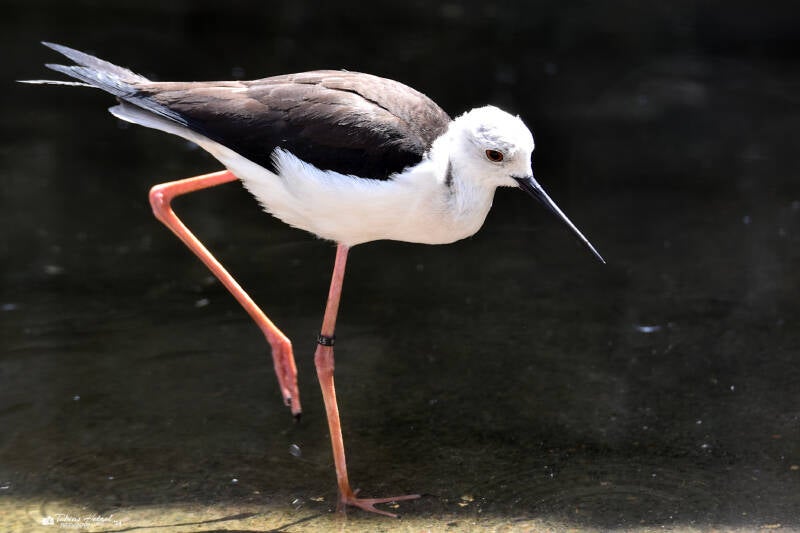 Stelzenläufer | Vogelpark Bobenheim-Roxheim | 15.05.2022