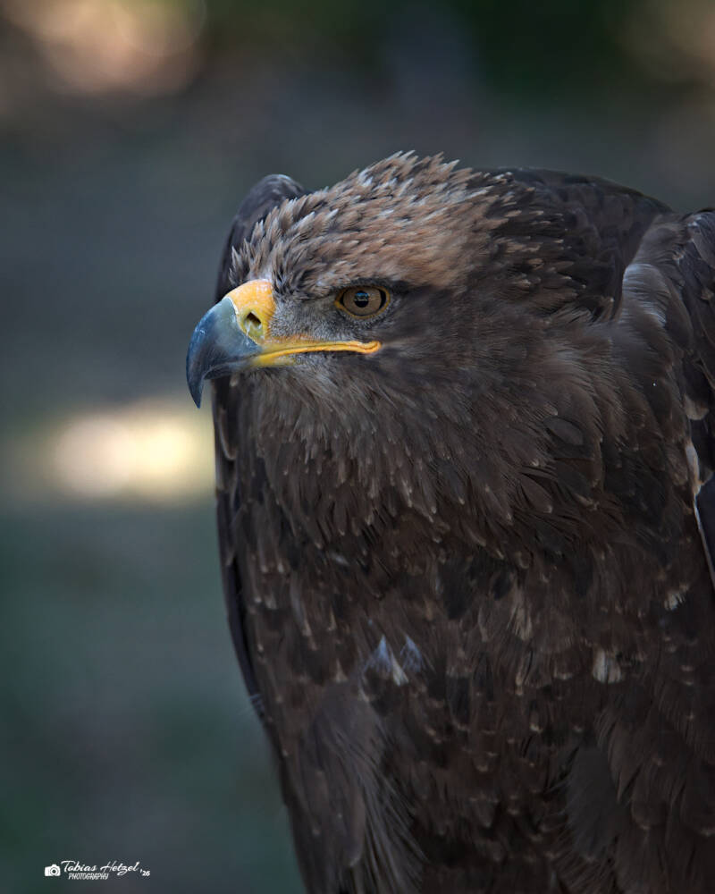 Steppenadler | Zoo Neunkirchen | 08.08.2026