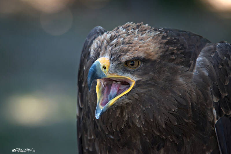 Steppenadler | Zoo Neunkirchen | 08.08.2026