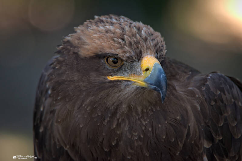 Steppenadler | Zoo Neunkirchen | 08.08.2026