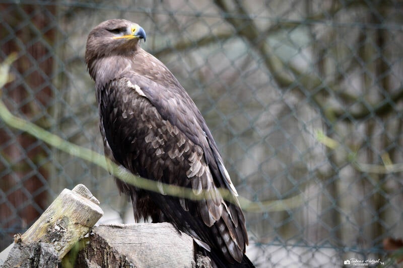 Steppenadler | Tier- und Pflanzenpark Fasanerie, Wiesbaden | 02.03.2024