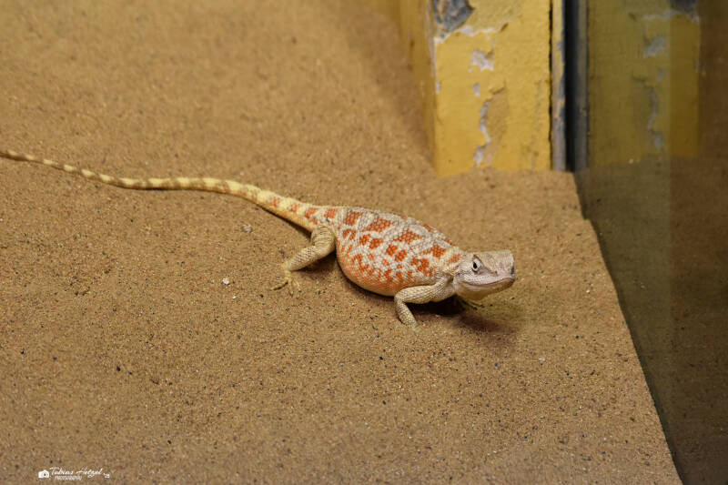 Steppenagame | Zoo Prag | 18.08.2024