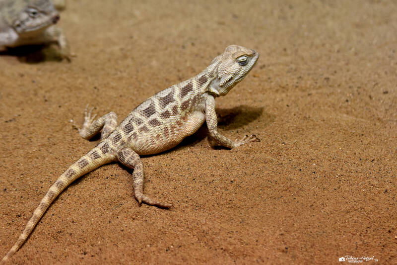 Steppenagame | Zoo Prag | 18.08.2024