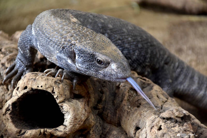 Steppenwaran | Reptilium Landau | 28.12.2022