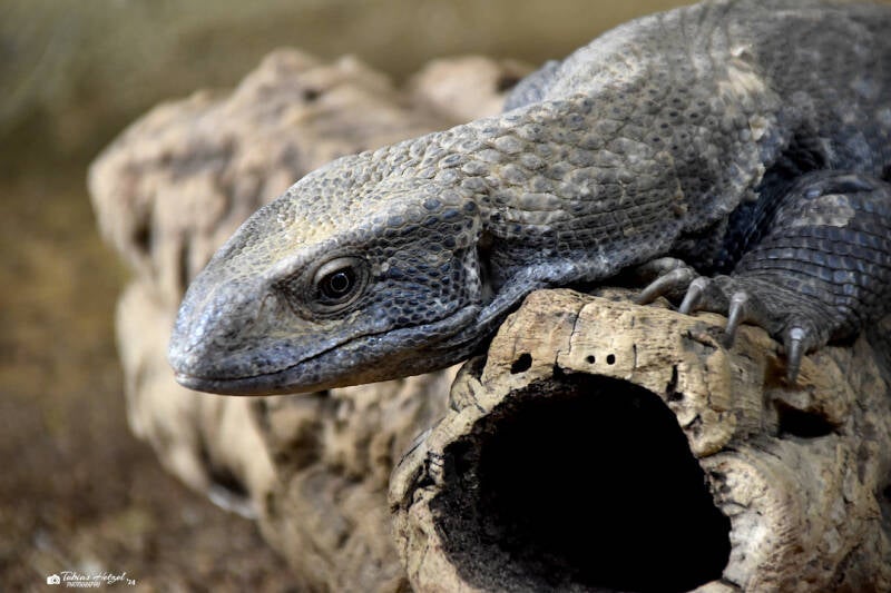 Steppenwaran | Reptilium Landau | 28.12.2022