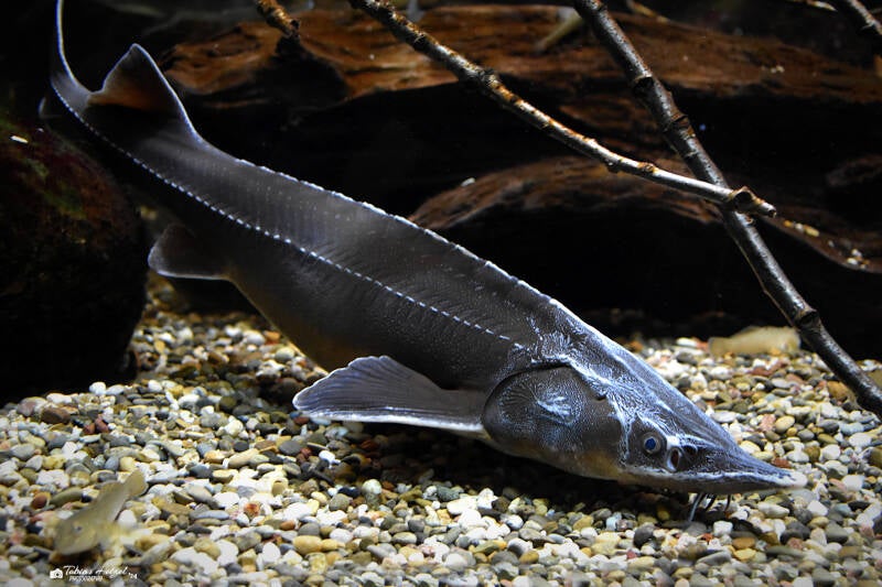 Sterlet | Wilhelma Stuttgart | 27.01.2024