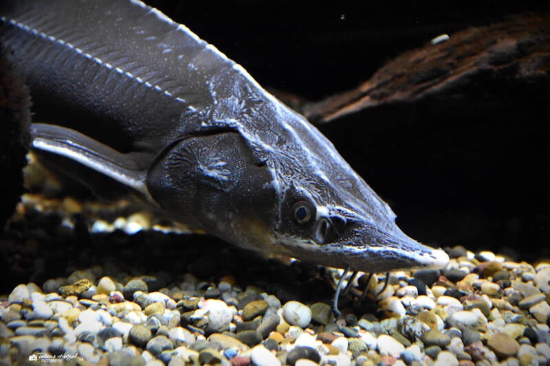 Sterlet | Wilhelma Stuttgart | 27.01.2024