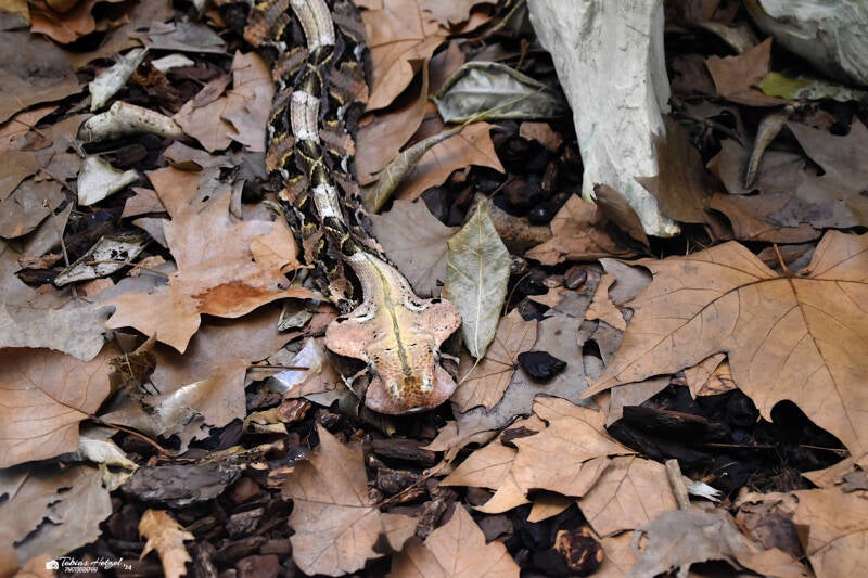 Östliche Gabunviper | Wilhelma Stuttgart | 27.01.2024