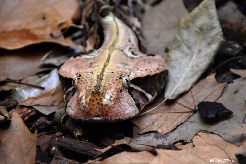 Östliche Gabunviper | Wilhelma Stuttgart | 27.01.2024