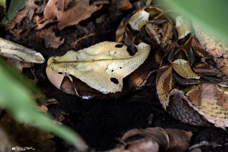 Östliche Gabunviper | Zoo Frankfurt | 09.03.2024