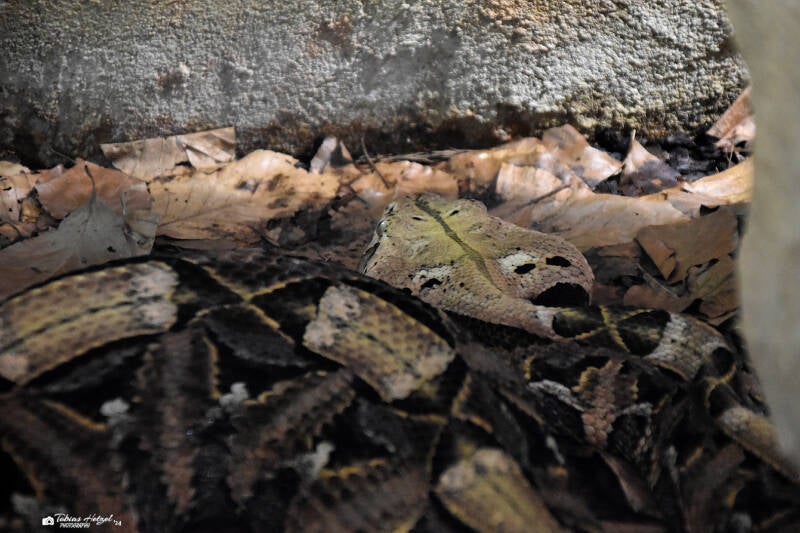 Östliche Gabunviper | Wilhelma Stuttgart | 16.06.2023