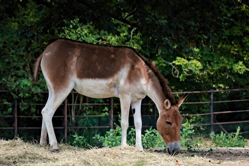 Östlicher Kiang | Zoo Prag | 18.08.2024