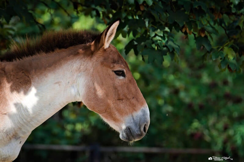 Östlicher Kiang | Zoo Prag | 18.08.2024