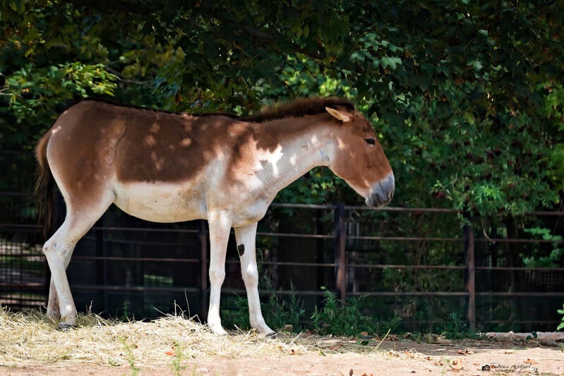 Östlicher Kiang | Zoo Prag | 18.08.2024