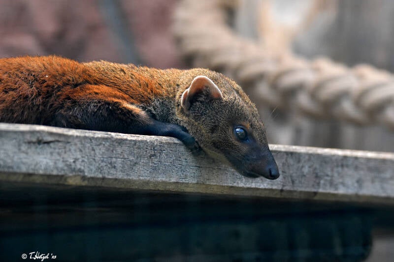 Östlicher Ringelschwanzmungo